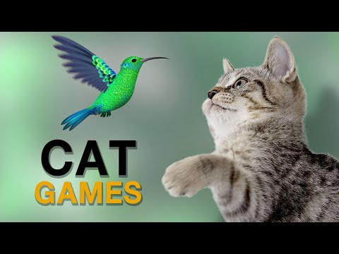 เกมส์แมว จับนก นกฮัมมิ่งเบิร์ด บนหน้าจอ สำหรับแมว แกล้งแมว