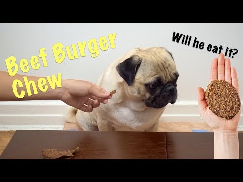 download lagu mp3 mp4 Can Dogs Eat Beef Burgers, download lagu Can Dogs Eat Beef Burgers gratis, unduh video klip Can Dogs Eat Beef Burgers
