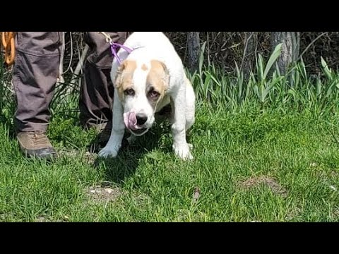 Central Asian shepherd  puppy Nazira
