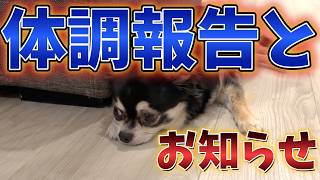 愛犬の体調と近況を報告します。 #犬との暮らし #chihuahua #dog #チワワ #可愛い