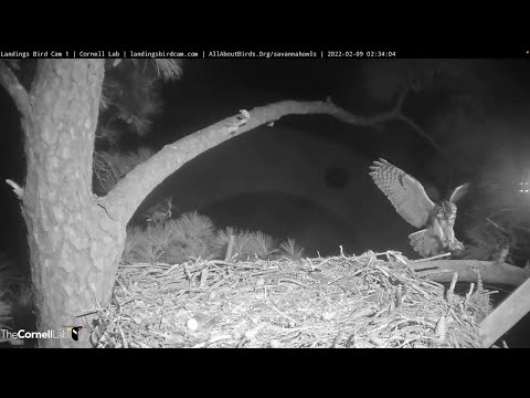 Great Horned Owl Takes A Late-Night Incubation Break – Feb.9, 2022