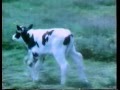 0001 Where Milk Comes From