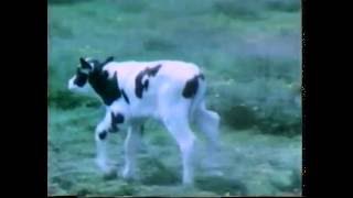 0001 - Where Milk Comes From