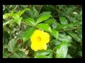 Maria Dapaz - Gume de ouro (Maria Dapaz/Luiz Avelima)