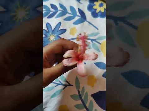 most smallest flower 🌹