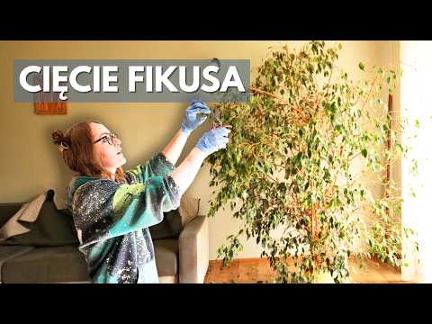 Tnę WIELKIEGO FIKUSA. Poznaj TRZY rodzaje cięcia !