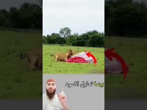 ​لحظات تحبس الأنفاس: هبوط اضطراري وسط مجموعة من الأسود😱😭☝🤲🦁🪂 #youtubeshorts