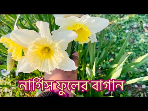 জার্মানিতে নার্গিস ফুলের বাগান ! Nargis Flowers Garden in Germany ! Fardina Youtuber
