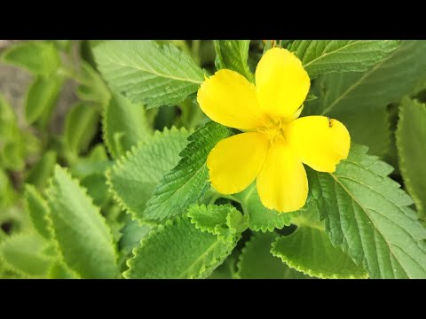 Beautiful Flowers #fun #flowers #viralvideo #shortsfeed #shortvideo #shorts #short #nature #trending