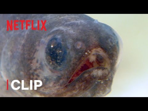 Thumbnail of the video: Pearlfish are the Strangest Things ๐ Absurd Planet | Netflix Futures