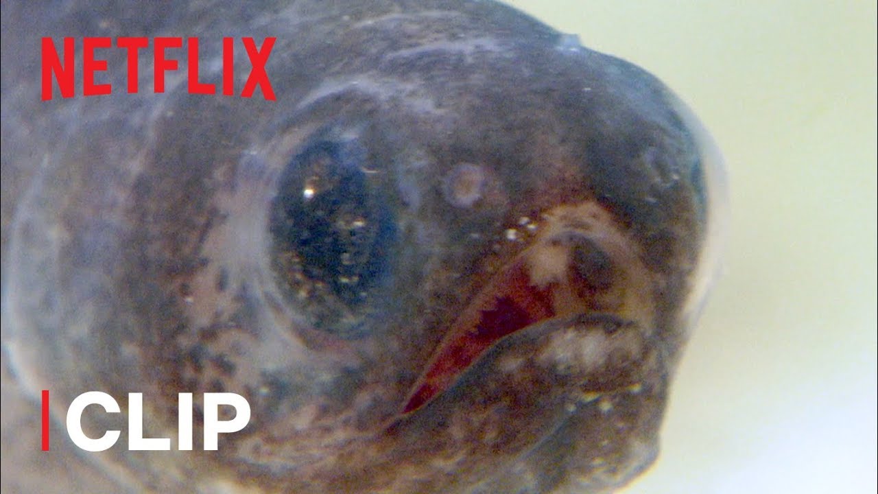 Pearlfish are the Strangest Things 🌍 Absurd Planet | Netflix Futures