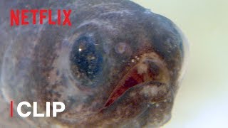 Pearlfish are the Strangest Things 🌍 Absurd Planet | Netflix After School