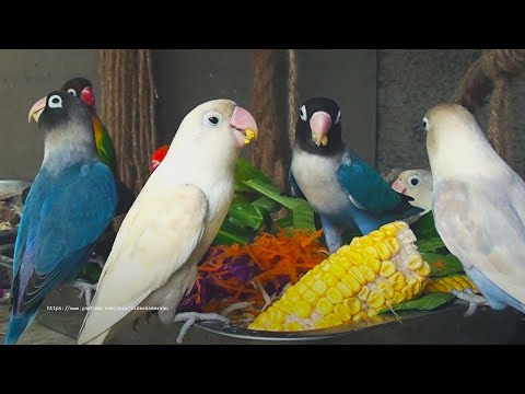 Lovebirds Personata and Lovebirds Fischer's - March 2023