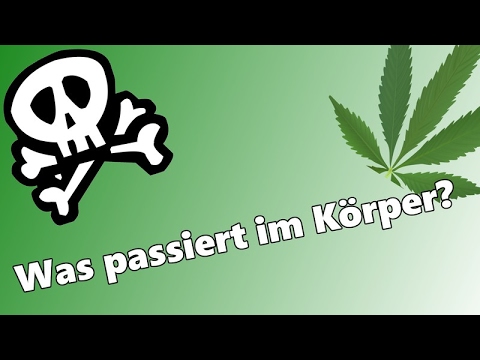 Tod durch Cannabis? Was passiert im Körper nach dem Konsum?