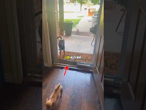 Chú chó nhút nhát này không dám bước vào khi cửa nhà bị hỏng 😮