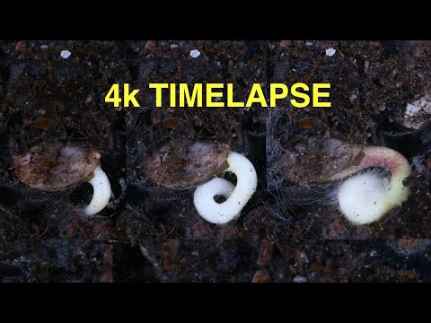 Cannabis Seed Flower Time-Lapse || 4k