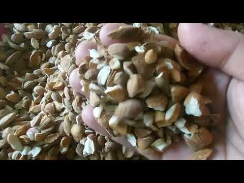 Broken Almond, 25 Kg, Packaging Type: Sacks