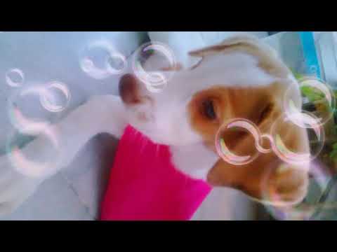 Lucha de perro  vs  umana  jajajaja