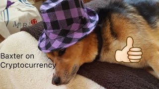 Baxter is looking into Cryptocurrency (Political Pets)
