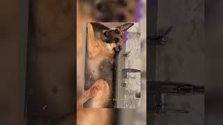 Download lagu #itsmeissie mp3 Download lagu #itsmeissie mp3