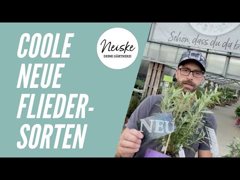 Sommer- und Schmetterlingsflieder