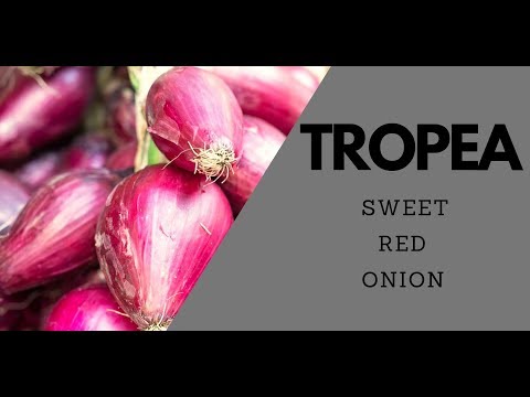 download lagu mp3 mp4 Tropea Onion, download lagu Tropea Onion gratis, unduh video klip Tropea Onion