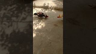 Download lagu Aseel murga fight mp3 Download lagu Aseel murga fight mp3