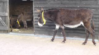 preview picture of video 'Sidmouth Donkey Sanctuary in Devon'