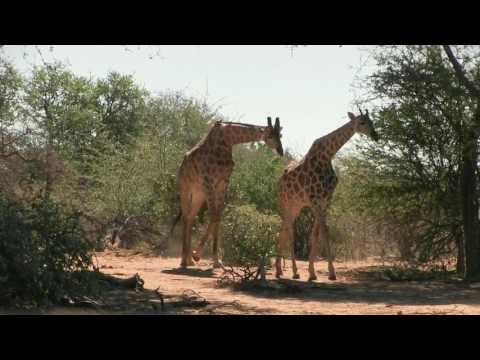 Double D Productions - Mokore Safaris