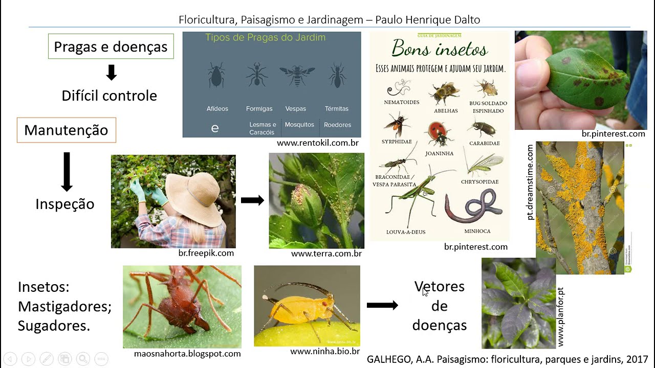 Pragas e doenças em plantas ornamentais