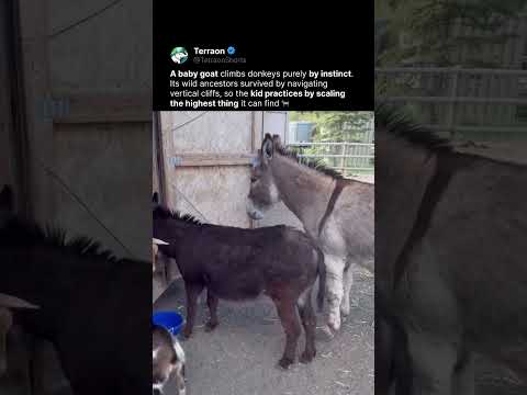 Adveristy - Loosegoats