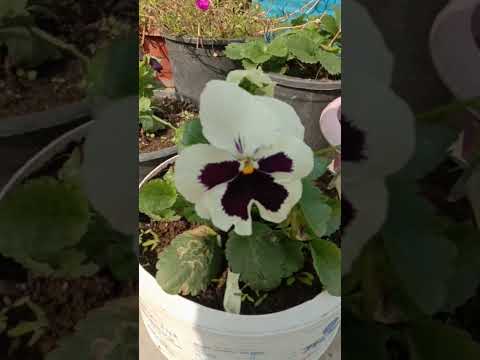 Beautiful Flowers from my garden