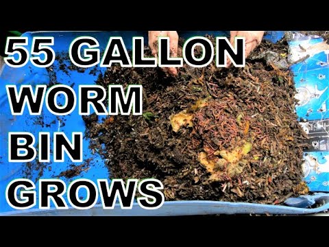 55 Gallon WORM Bin Grows and Gives Me Castings Weekly