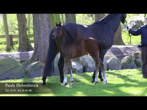 Typstarkes Hengstfohlen von Fürst Zonik