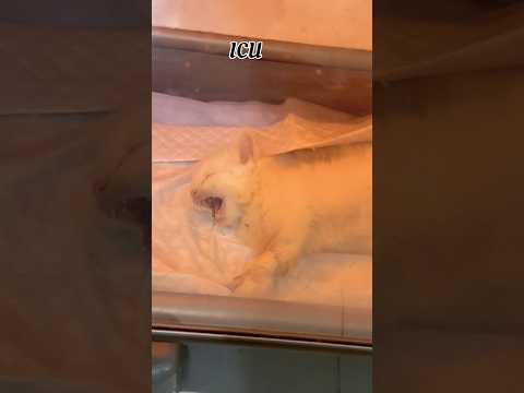 Nazar 🧿 is real😖…#cat #nazar #catlovers #animals #cats #rip