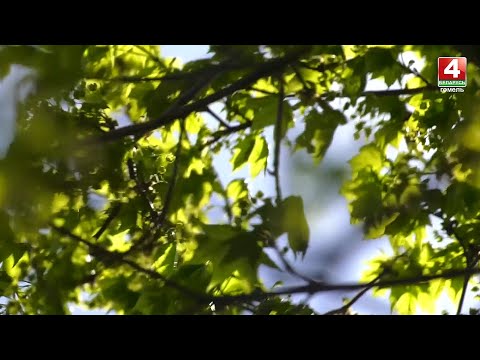 Тепло возвращается. Погода в Гомельской области видео