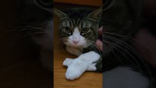 階段の猫