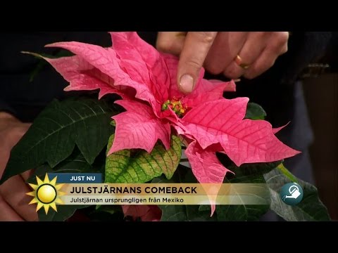 Så får du julstjärnan att överleva julen - Nyhetsmorgon (TV4)