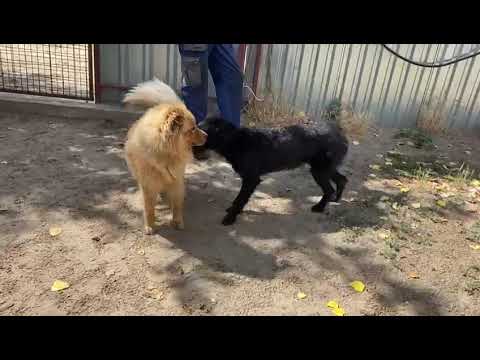 Ronel, Zetan Juni 2025 1