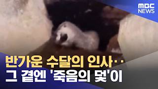 반가운 수달의 인사‥그 곁엔 '죽음의 덫'이 (2026.04.27/뉴스투데이/MBC)