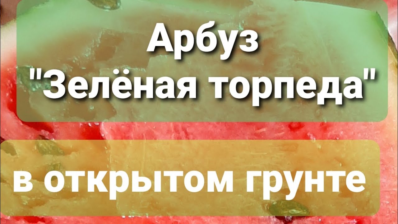 Как определить спелость арбуза. Обзор сорта "Зелёная торпеда"