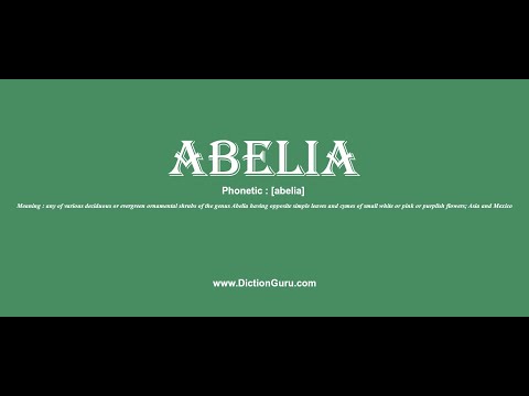 abelia: How to pronounce abelia with Phonetic and Examples