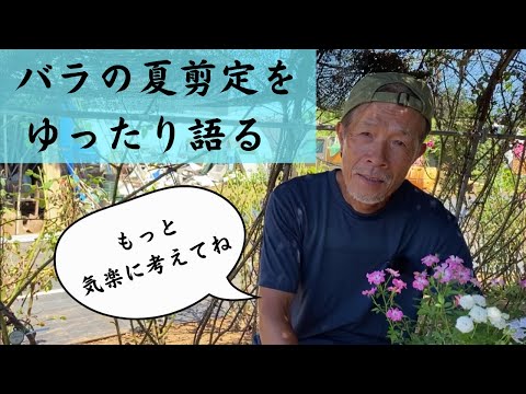 夏にバラの茂みを剪定して開花を促進するにはどうすればよいですか? + ビデオチュートリアル  庭園