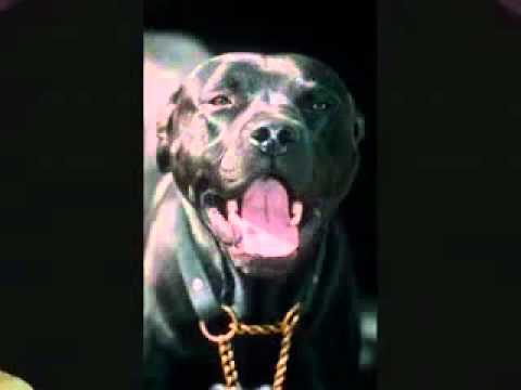 O-KILLA - (GOODFELLAZ diss) Delil/Reo/Agiressiv diss