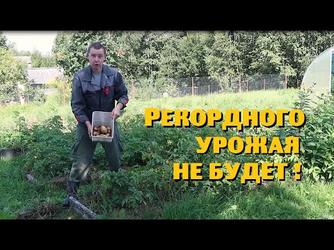 Наших гусей ВОРУЮТ!//Засуха в огороде//Пасека без мёда .