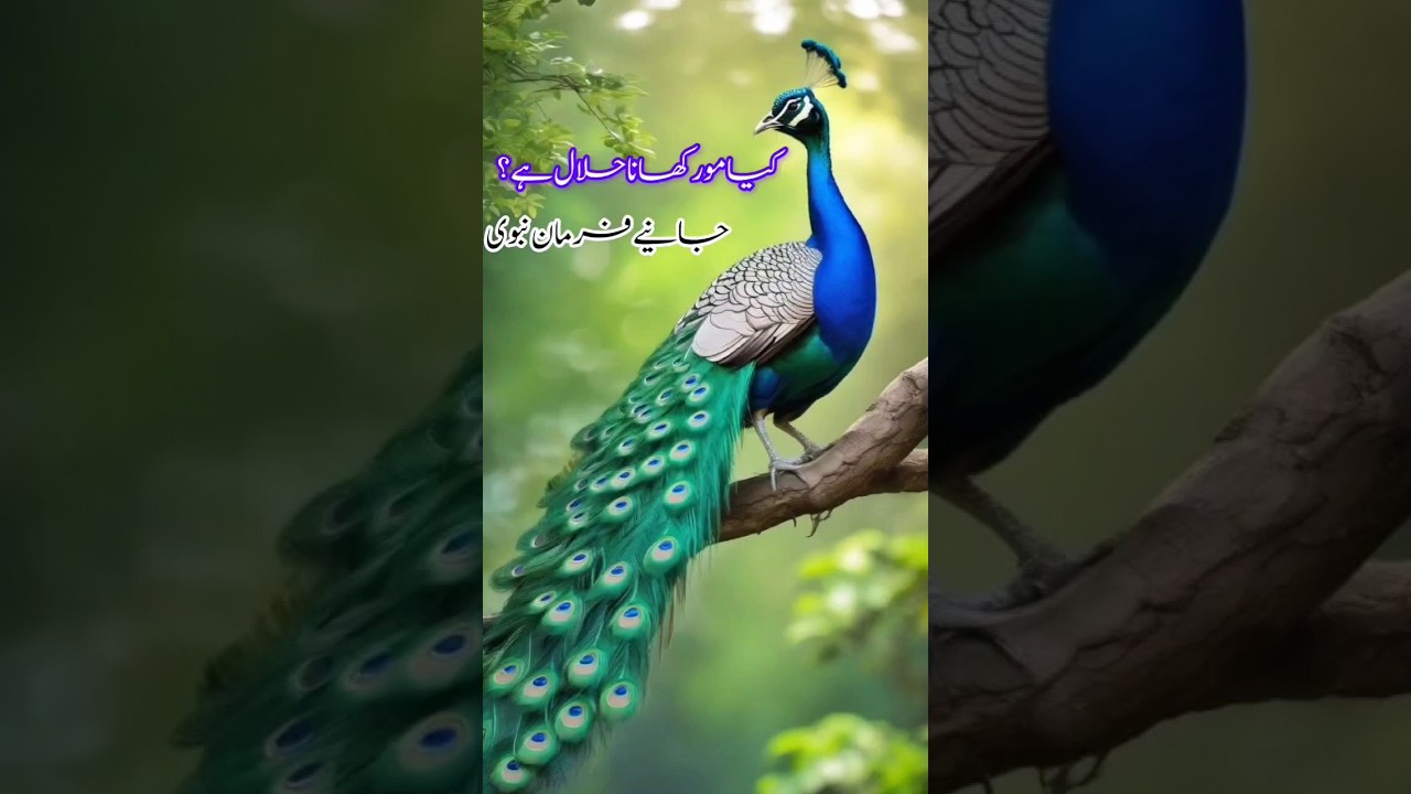 Mor ka gosht halal ha ya Haram?Peacock+ mor=😱😱🦚🦚😋😜😜🥰🥰#youtubevideo #youtubeshorts #video #viral#fyp