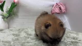ポメラニアンの動画01