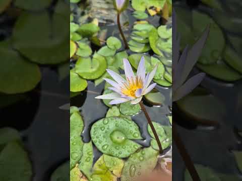 wa kanulhu gafurur rahima #nature #explore #relaxing #youtubeshorts #mentalpeace