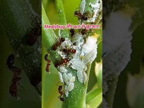 Get rid of mealybugs from hibiscus plants in an easy way /mealybug/#short #shorts #hibiscus