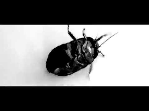download lagu mp3 mp4 Octo Band, download lagu Octo Band gratis, unduh video klip Octo Band